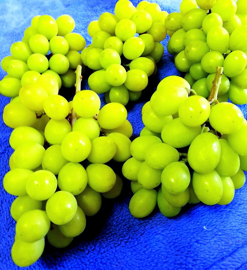 Shine Muscat Grapes
