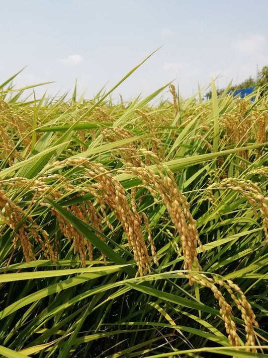 Koshihikari Rice